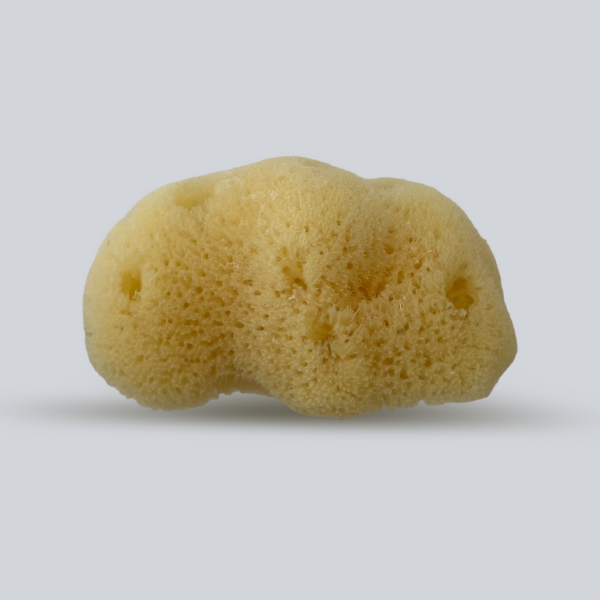 PASIFIC SILK SEA SPONGES