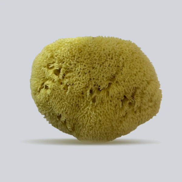 mediterranean silk sea sponges