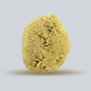 silk-sea-sponge